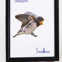 野鳥 ポスター A4サイズ 写真・グラフィック マークOhara写真館