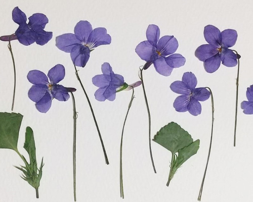 押し花材料 スミレ デコパーツ なごみ 通販 14034106｜Creema(クリーマ