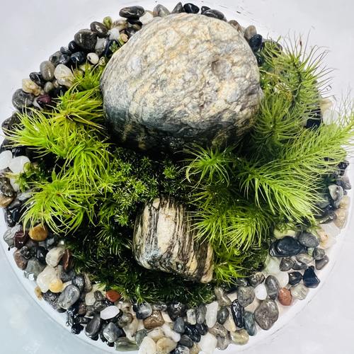 苔テラリウム【水】※受注販売 テラリウム 6F MOSS WORK 通販 14036352