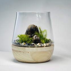苔テラリウム【水】※受注販売 テラリウム 6F MOSS WORK 通販 14036352