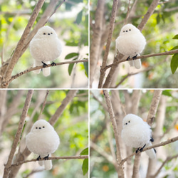 シマエナガのぽんぽん　　　　シマエナガ　エナガ 4枚目の画像