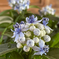 常山紫陽花 常山アジサイ プレミアムサファイア 1枚目の画像