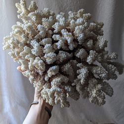 【White Coral・ No.3】白珊瑚｜サンゴ｜ホワイトコーラル｜原木｜化石｜オブジェ｜店舗什器｜撮影什器｜鉱物 1枚目の画像