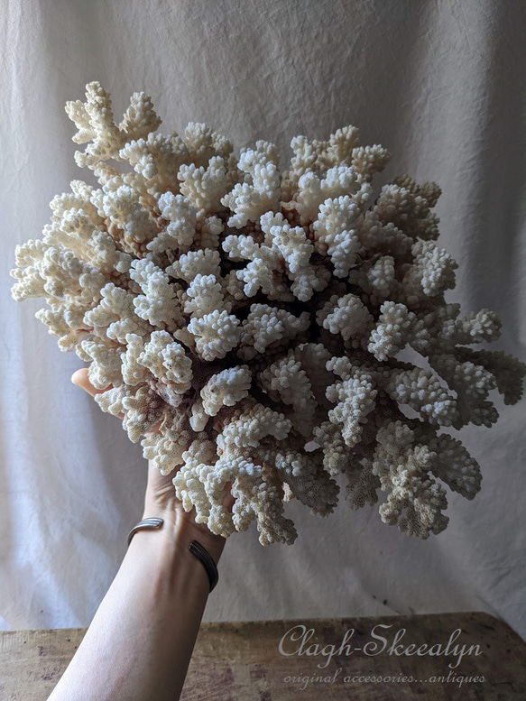 【White Coral・ No.3】白珊瑚｜サンゴ｜ホワイトコーラル｜原木｜化石｜オブジェ｜店舗什器｜撮影什器｜鉱物 1枚目の画像