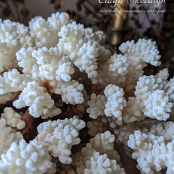 【White Coral・ No.3】白珊瑚｜サンゴ｜ホワイトコーラル｜原木｜化石｜オブジェ｜店舗什器｜撮影什器｜鉱物 7枚目の画像