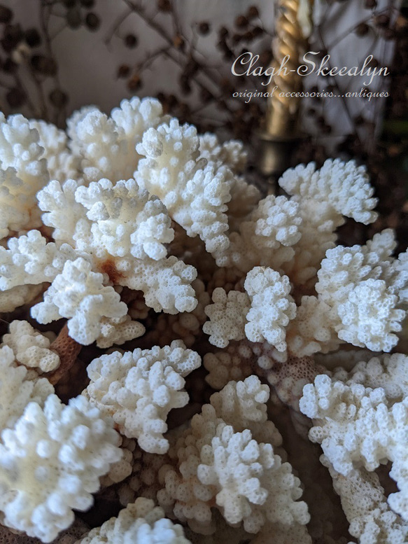 【White Coral・ No.3】白珊瑚｜サンゴ｜ホワイトコーラル｜原木｜化石｜オブジェ｜店舗什器｜撮影什器｜鉱物 7枚目の画像