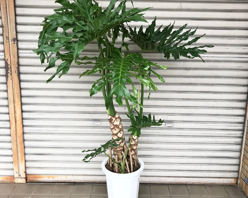 3年株 セローム 抜き苗 20個まとめ売り 3年株 セローム 抜き苗 20個まとめ売り