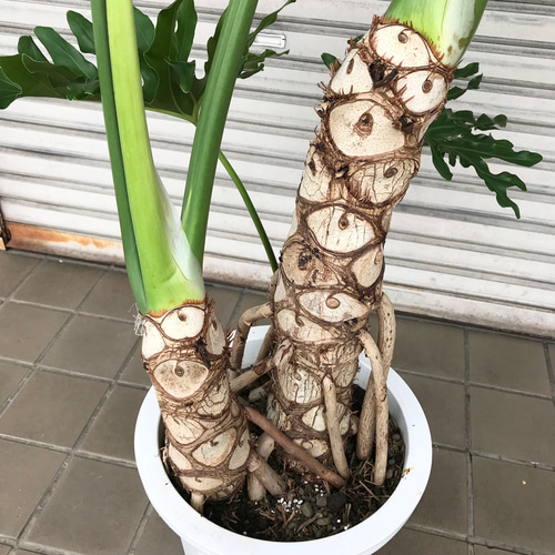 大型 根上がり セローム 親株＋子株4
