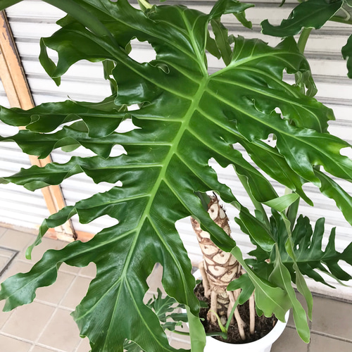 超大型！ 2株♡ 根上がり フィロデンドロン セローム 10号 その他
