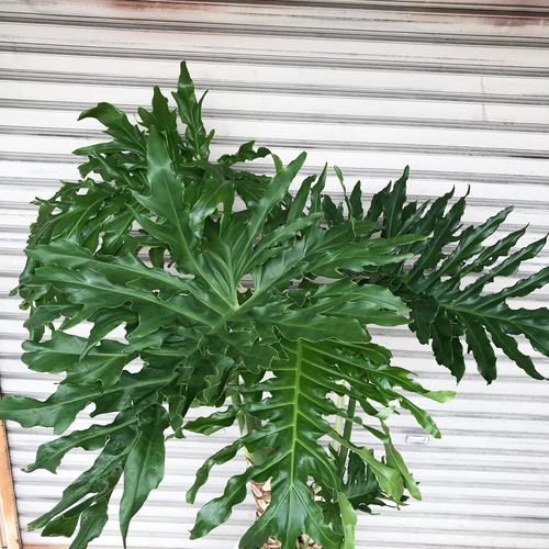 超大型！ 2株♡ 根上がり フィロデンドロン セローム 10号