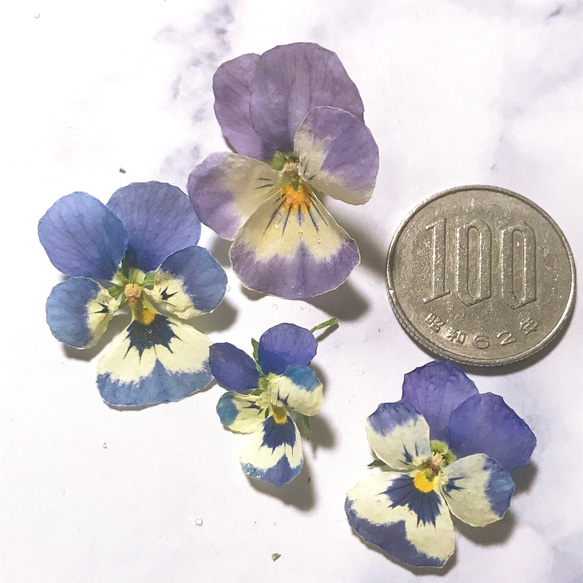 ビオラ ドライフラワー 18枚 青い花 藍色 薄紫 パンジー スミレ レジン  キャンドル 素材 3枚目の画像