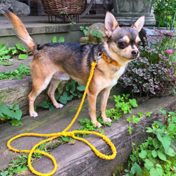 ワンちゃんリード　☆　Hemp　小型犬散歩用 3枚目の画像