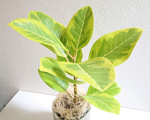 フィカス アルテシーマ アルテシマ 観葉植物 陶器鉢 おしゃれ 美品 限定 楽天市場】【選べる現品発送】フィカス アルテシーマ 高さ120