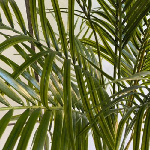 光触媒　人工観葉植物　ウォールグリーン　フェイクグリーン　アレカヤシ170@ 光触媒 人工観葉植物 ウォールグリーン フェイクグリーン アレカヤシ