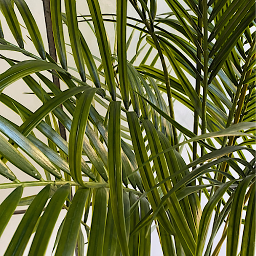 光触媒 人工観葉植物 ウォールグリーン フェイクグリーン 室外用