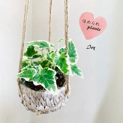 新生活応援♡】吊るして楽しむ『斑入りアイビー』ナチュラルバスケット