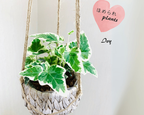 4503193ab522a4ff0e03fff55b0e9b