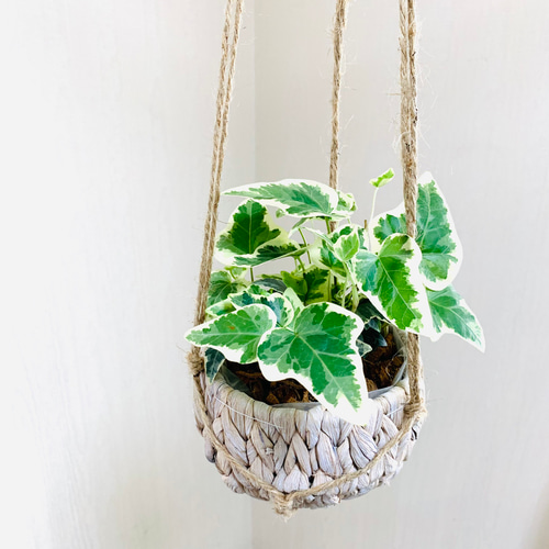 新生活応援♡】吊るして楽しむ『斑入りアイビー』ナチュラルバスケット