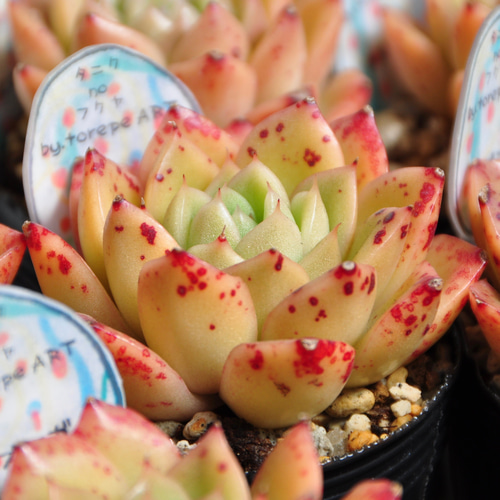 お得なエケベリア多肉植物おまかせ12ポットセット 多肉植物 Pure