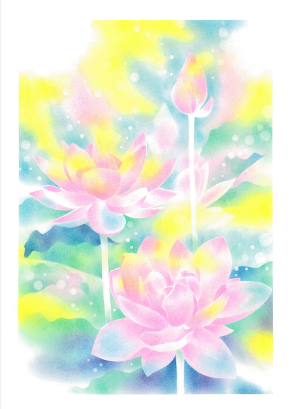 酔芙蓉　パステル画 酔芙蓉 パステル画