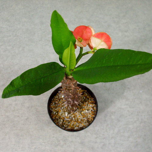 花麒麟　濃いピンク　鉢植え　【親株】 ☆ENGEI ichioki☆花麒麟・ハナキリン◇多肉植物・観葉植物