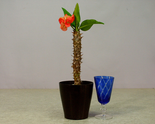 花麒麟　濃いピンク　鉢植え　【親株】 Amazon.co.jp: 【一起園芸】花麒麟・ハナキリン◇多肉植物・観葉