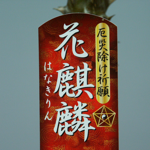 花麒麟　濃いピンク　鉢植え　【親株】 花麒麟 濃いピンク 鉢植え 観葉植物
