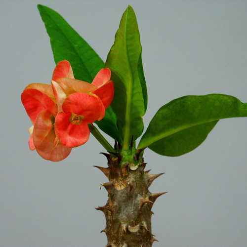 花麒麟　濃いピンク　鉢植え　【親株】 ☆ENGEI ichioki☆花麒麟・ハナキリン◇多肉植物・観葉植物