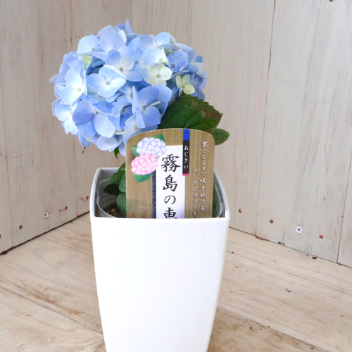四季咲き♡霧島の恵♡紫陽花♡ガクアジサイ♡鉢ごと♡ アート