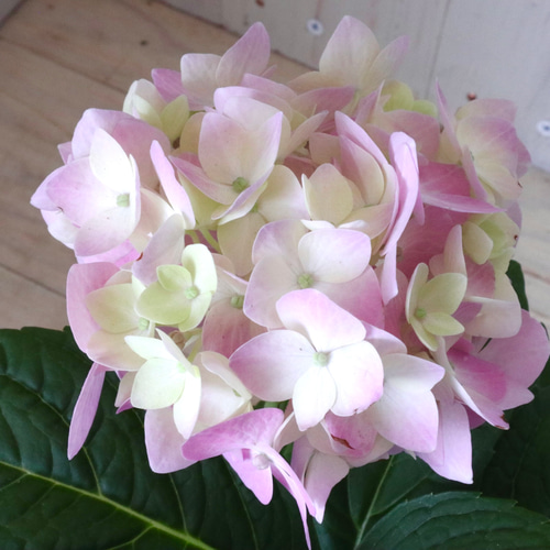 四季咲き♡霧島の恵♡紫陽花♡ガクアジサイ♡鉢ごと♡ アートフラワー