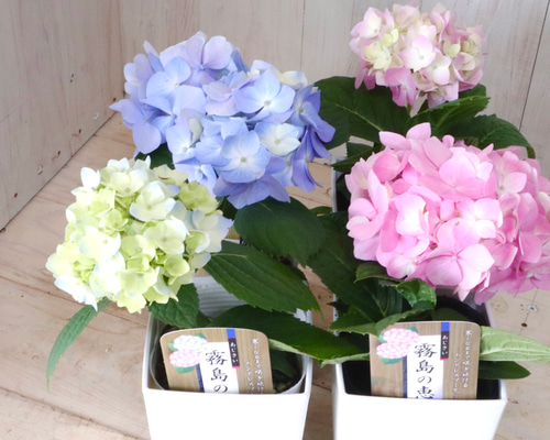 katieページ　「野に咲く草花」 春の野の花たち｜🍀GreenSnap（グリーンスナップ）