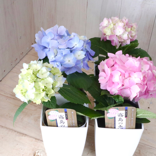 四季咲き♡霧島の恵♡紫陽花♡ガクアジサイ♡鉢ごと♡ アート