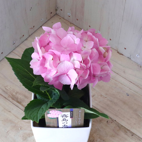 四季咲き♡霧島の恵♡紫陽花♡ガクアジサイ♡鉢ごと♡ アート