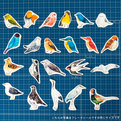 【22枚セット】日本の野鳥 絵本風ミニステッカー 全22種類 4枚目の画像