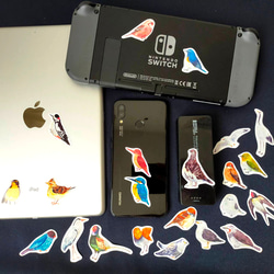 【22枚セット】日本の野鳥 絵本風ミニステッカー 全22種類 5枚目の画像