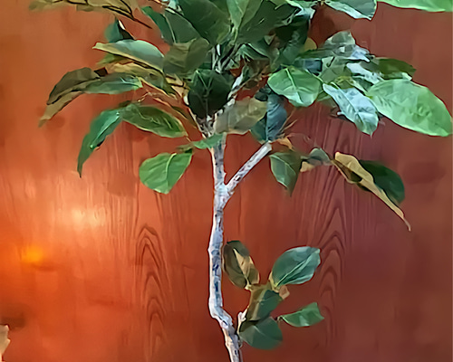 光触媒　人工観葉植物　ウォールグリーン　フェイクフラワー　バンヤンツリー 528206527826b8f760d3331e27a960