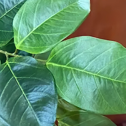 光触媒 人工観葉植物 ウォールグリーン フェイク フラワー