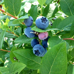 【2022年収穫】高知県産　太陽の恵み さんさんブルーベリー　冷凍ブルーベリー（500g×2袋） 8枚目の画像