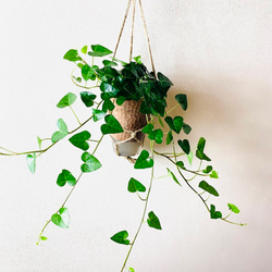 ロングサイズ♡ハートアイビー　ハンギング　アロマ鉢　 4号　受け皿付き　壁掛け 観葉植物　インテリア 2枚目の画像