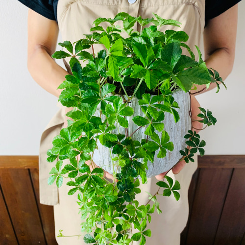 ボリューム一いっぱい『シュガーバイン』5号 丸型 アンティーク陶器鉢