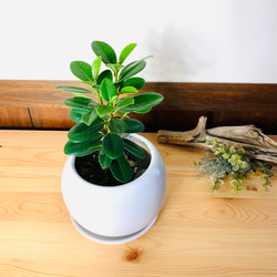 ハートの木『フィカス スイートハート』4号鉢 吊り鉢 観葉植物