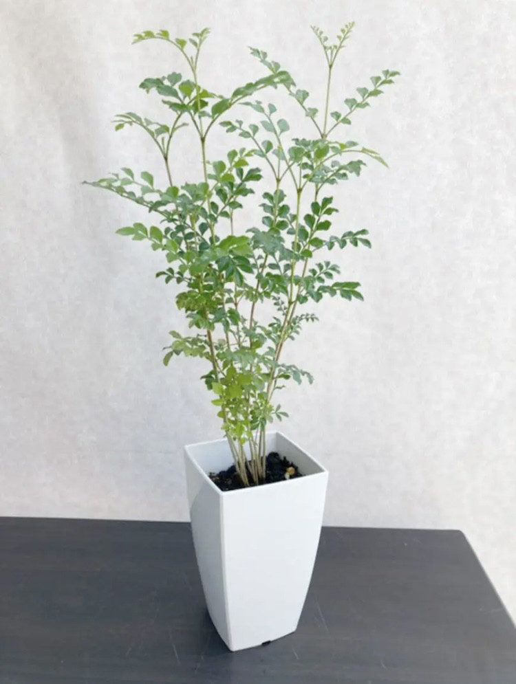 5鉢　シマトネリコ　鉢植え　3号株立ち シマトネリコ 株立ち 樹高1.5m前後 (根鉢含まず)