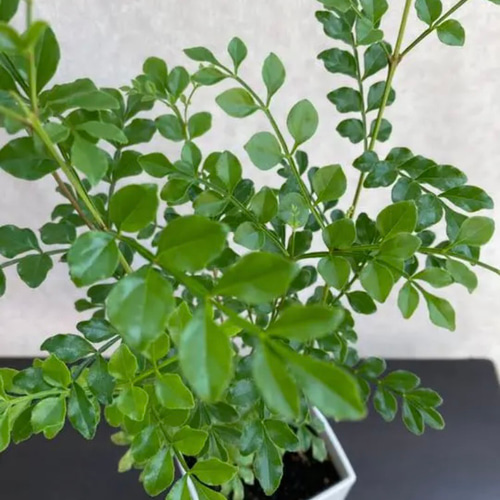 シマトネリコ 鉢植え 3号株立ち その他インテリア雑貨 kobatori