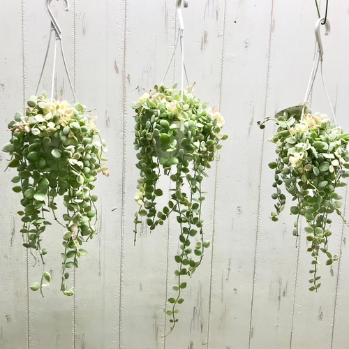 希少 斑入り ディスキディア ヌンムラリア バリエガータ 2.5号吊鉢