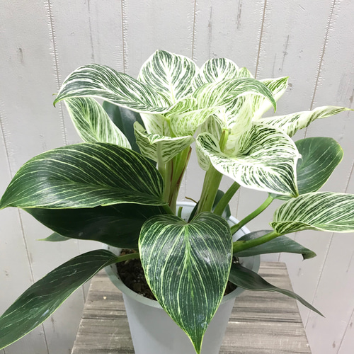 coohです♪2点セット！ユッカ2鉢 フィロデンドロン バーキン2鉢