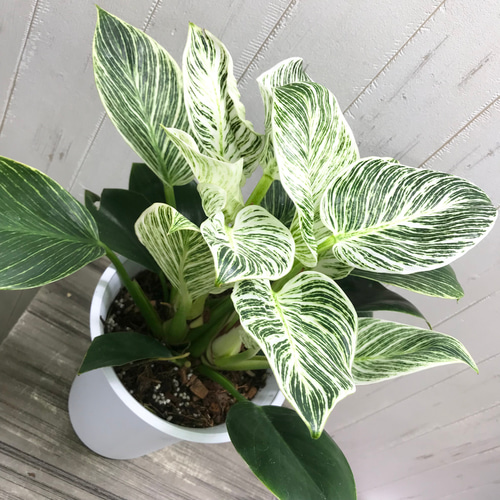 大株♡ フィロデンドロンバーキン Philodendron 'Birkin' 6号鉢