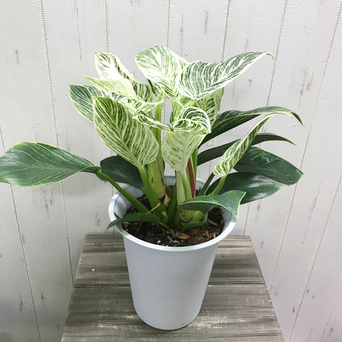 大株♡ フィロデンドロンバーキン Philodendron 'Birkin' 6号鉢
