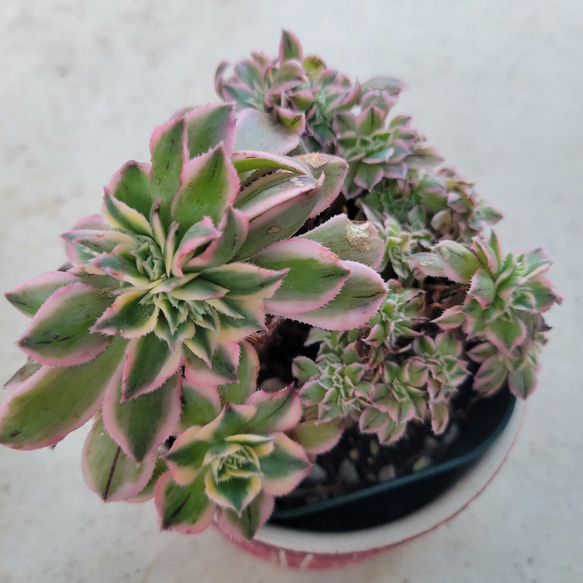 多肉植物❤アエオニウム❤サンバースト綴化❤抜き苗 その他