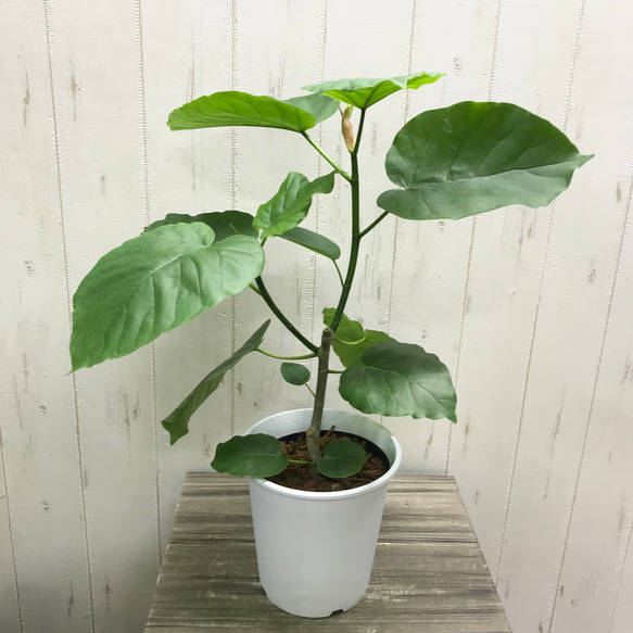 フィカス・ウンベラータ⑦・約115センチ、ハートの葉っぱ