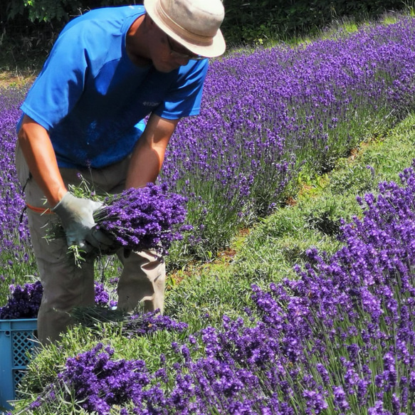 2024年北海道産色の濃いラベンダー生花切花５００ｇ　発送7/5前後（栽培期間中農薬をつかわず育てました）　 8枚目の画像